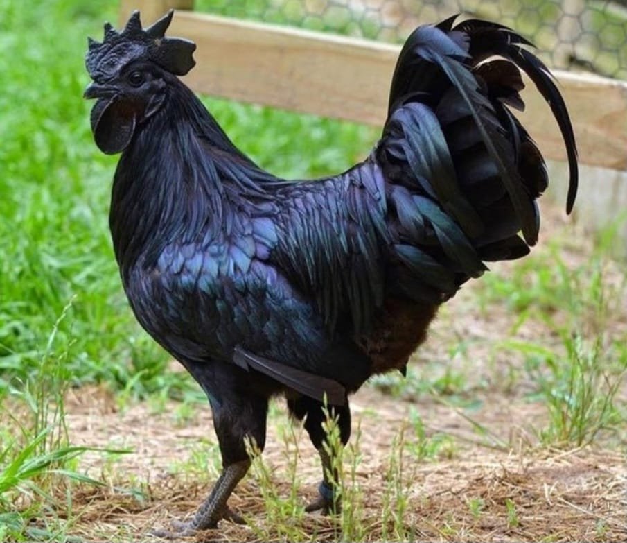 איאם צ’מני – התרנגול השחור