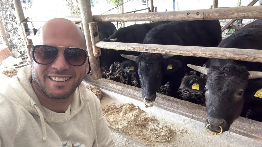 דניאל בלילתי, מייסד קרניבורים אורגינל, בחוות וואגיו יפנית עם בקר וואגיו אמיתי