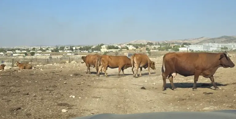עדר בקר גראס פד במרעה פתוח