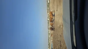 פרה במרעה חופשי - העיקרון של דיאטת פלאו