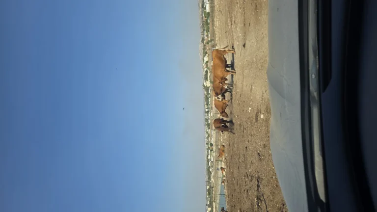 פרה במרעה חופשי - העיקרון של דיאטת פלאו