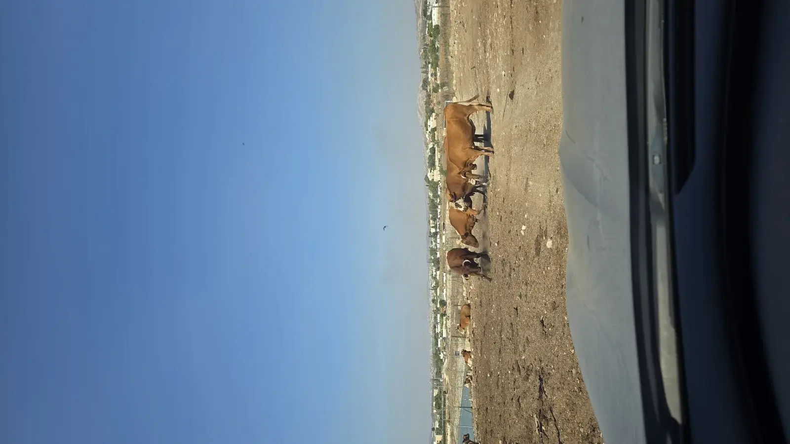 פרה במרעה חופשי - העיקרון של דיאטת פלאו